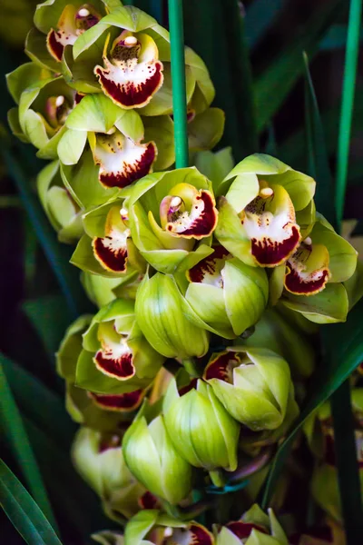 Pequena orquídea verde no fundo da natureza — Fotografia de Stock