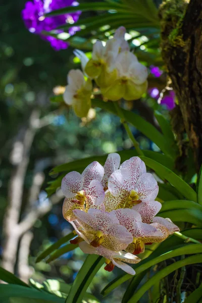 Pequeña orquídea blanca sobre fondo de la naturaleza —  Fotos de Stock