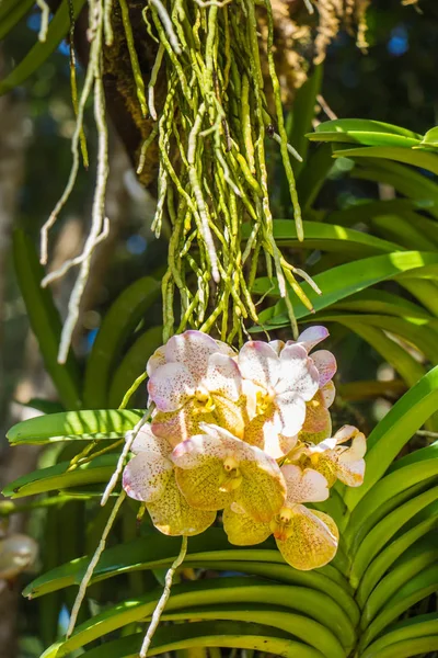 Pequena orquídea roxa no fundo da natureza — Fotografia de Stock