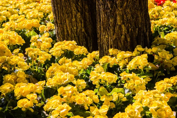 庭でかわいい黄色のベゴニア — ストック写真