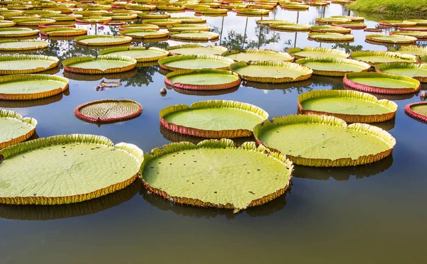 水で大きな蓮の葉 — ストック写真