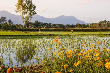 Dağ arka planda pirinç alanında Starburst çiçekler