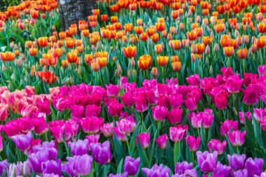 Kuzey Tayland 'da, bahçede pembe lale