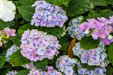 pembe ortanca Bahçe