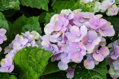 pembe ortanca Bahçe