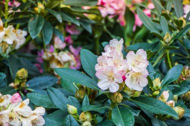 bahçede rhododendron çiçek