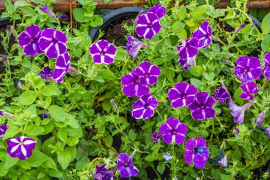 doğa arka plan tüm menekşe çiçek