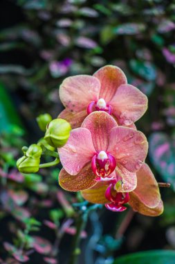 doğa arka plan üzerinde küçük orkide