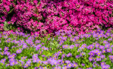 doğa arka plan tüm mor çiçek