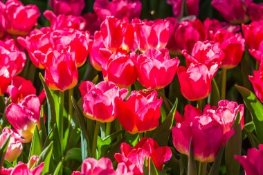 Kuzey Tayland 'da, bahçede turuncu lale