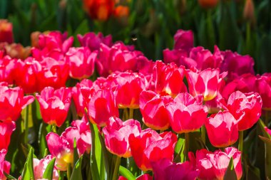 Kuzey Tayland 'da, bahçede pembe lale