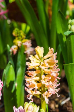 bahçede güzel pembe sümbüller