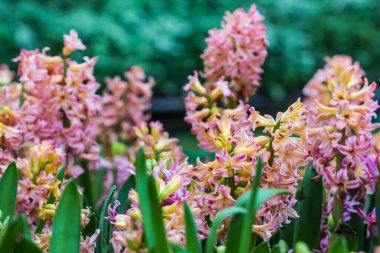 bahçede güzel pembe sümbüller
