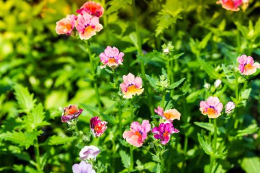 doğa arka plan tüm sevimli küçük çiçek