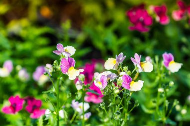 doğa arka plan tüm sevimli küçük çiçek