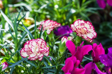 Pembe karanfil Çiçek bahçesinde