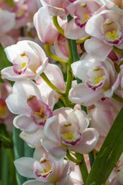 doğa arka planda küçük pembe orkide