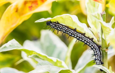 yaprak üzerinde siyah ve beyaz tırtıl