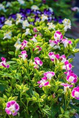  Lades kemiği Çiçek bahçesinde