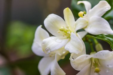 tam çiçekbeyaz turuncu jasmin çiçekleri