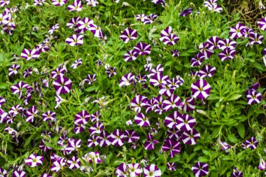 doğa arka plan tüm menekşe çiçek