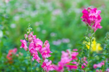 bahçede pembe snapdragon