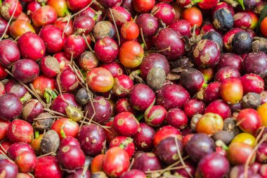 Kapalı taze arabica kahve çekirdeği