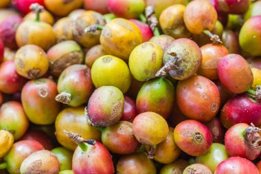 Kapalı taze arabica kahve çekirdeği