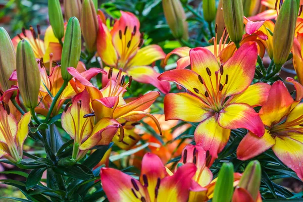 Orange lilly in garden,north Thailand — Stock Photo, Image