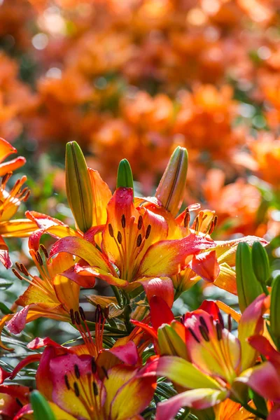 Orange Lilly w ogrodzie, Północna Tajlandia — Zdjęcie stockowe
