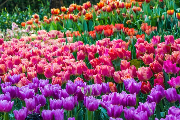 Tulipán rosa en el jardín, norte de Tailandia — Foto de Stock