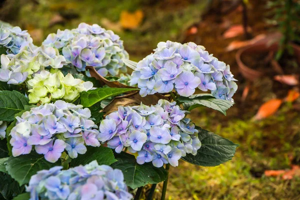 Purple hydrangea in garden — Stock Photo, Image