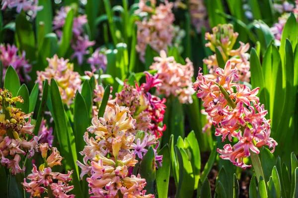Groep mooie hyacinten — Stockfoto