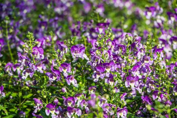 Pequeñas flores moradas en el jardín . — Foto de Stock