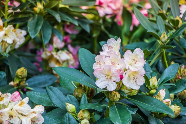 Rhododendron blomma i trädgården — Stockfoto