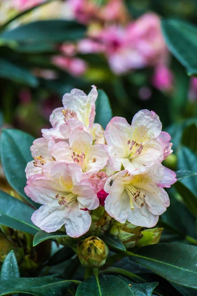 Flor de rododendro en el jardín — Foto de Stock