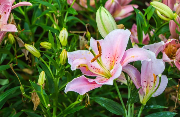 Pink lilly in garden,north Thailand — Stock Photo, Image
