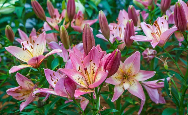 Pink lilly in garden,north Thailand — Stock Photo, Image