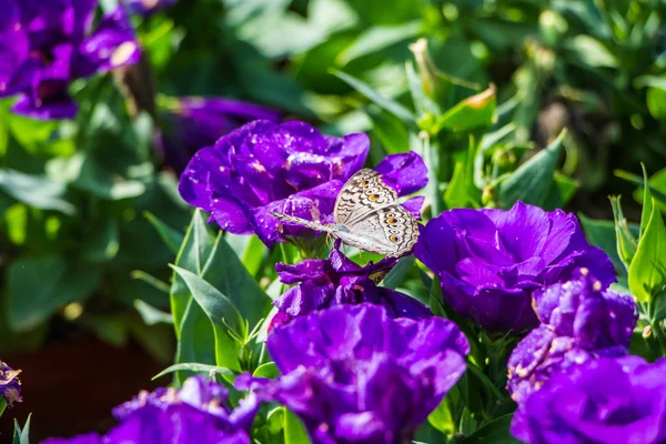 Pequena borboleta em flor violeta — Fotografia de Stock