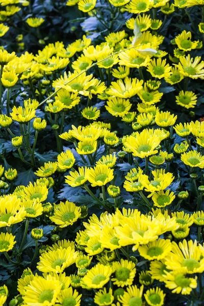 Toda flor amarilla sobre fondo de la naturaleza — Foto de Stock