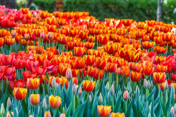 Orange tulpan i trädgården, norra Thailand — Stockfoto