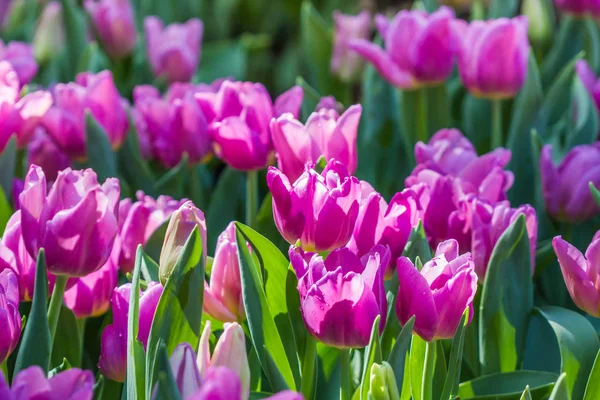 stock image purple tulip in garden,north Thailand