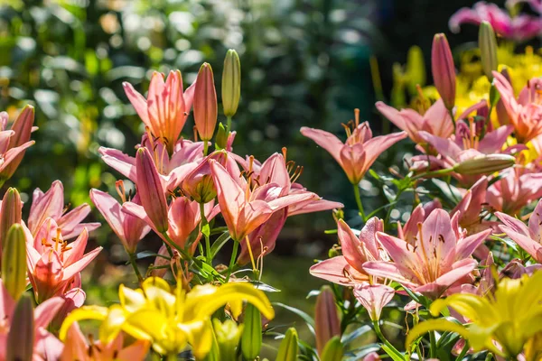 Pink lilly in garden,north Thailand — Stock Photo, Image