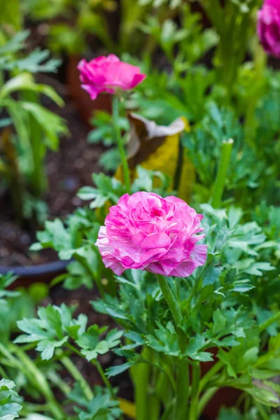 Rosa nejlika blomma i trädgården — Stockfoto