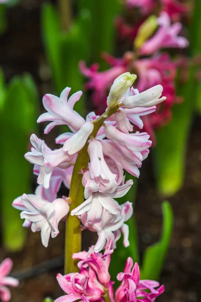 Mooie roze hyacinten in de tuin — Stockfoto