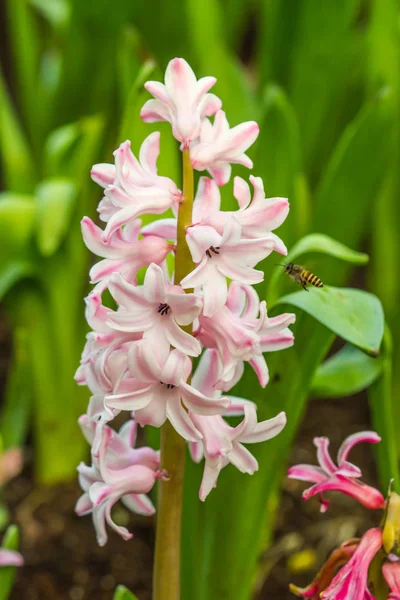 Mooie roze hyacinten in de tuin — Stockfoto