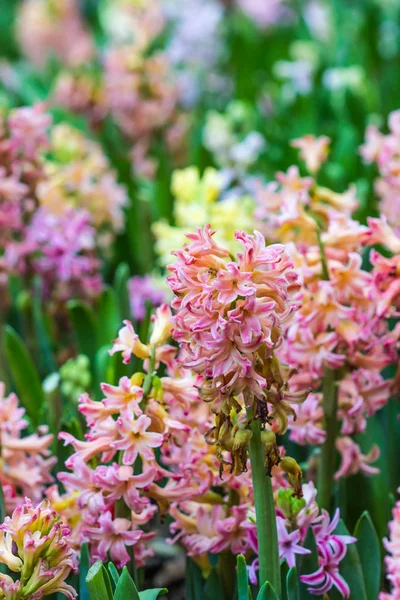 Bellissimi giacinti rosa in giardino — Foto Stock