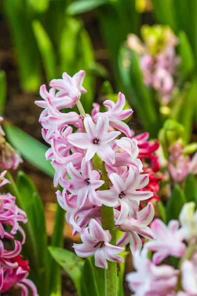 Mooie roze hyacinten in de tuin — Stockfoto