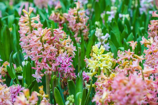 Mooie roze hyacinten in de tuin — Stockfoto