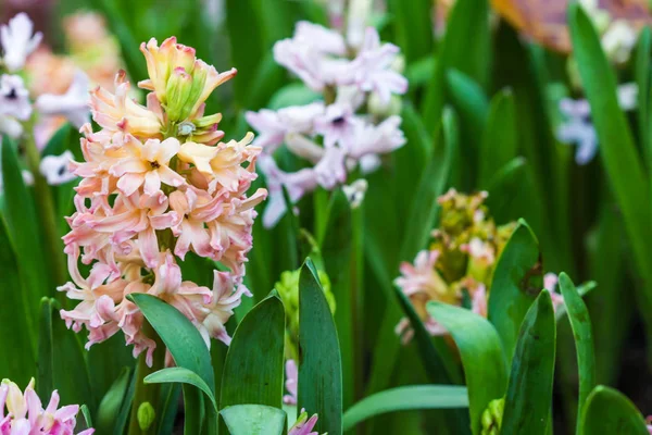 Mooie roze hyacinten in de tuin — Stockfoto